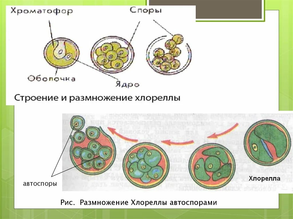 Бесполое размножение хлореллы. Цикл развития хлореллы схема. Размножение хлореллы схема. Хлорелла жизненный цикл развития.