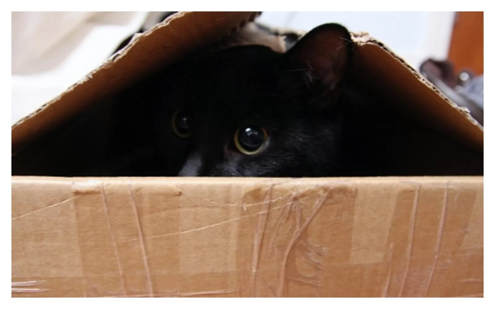 Коты играют в прятки. Кот прячется. Черный кот прячется. Кот в коробке. Черная кошка в коробке.