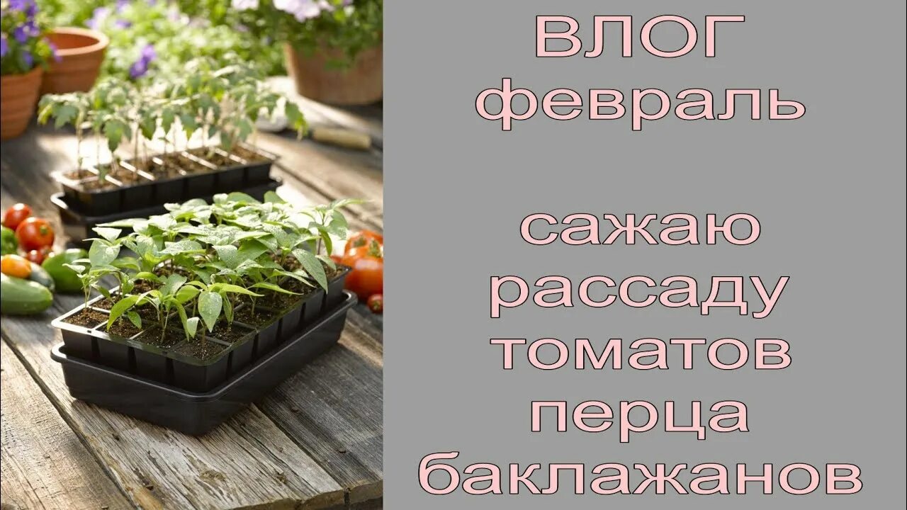 Когда можно сеять перцы в 2024 году. Семена для рассады. Посадка рассады. Посадка семян на рассаду. Посадка томатов на рассаду в феврале.