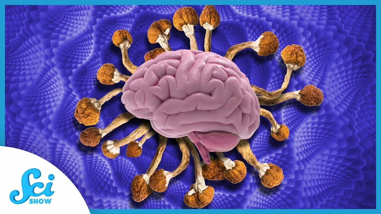 Мозгтерапи отзыв. Мозг терапи. Препарат мозг терапи. Мозг терапи цена. Psilocybin on the Brain.