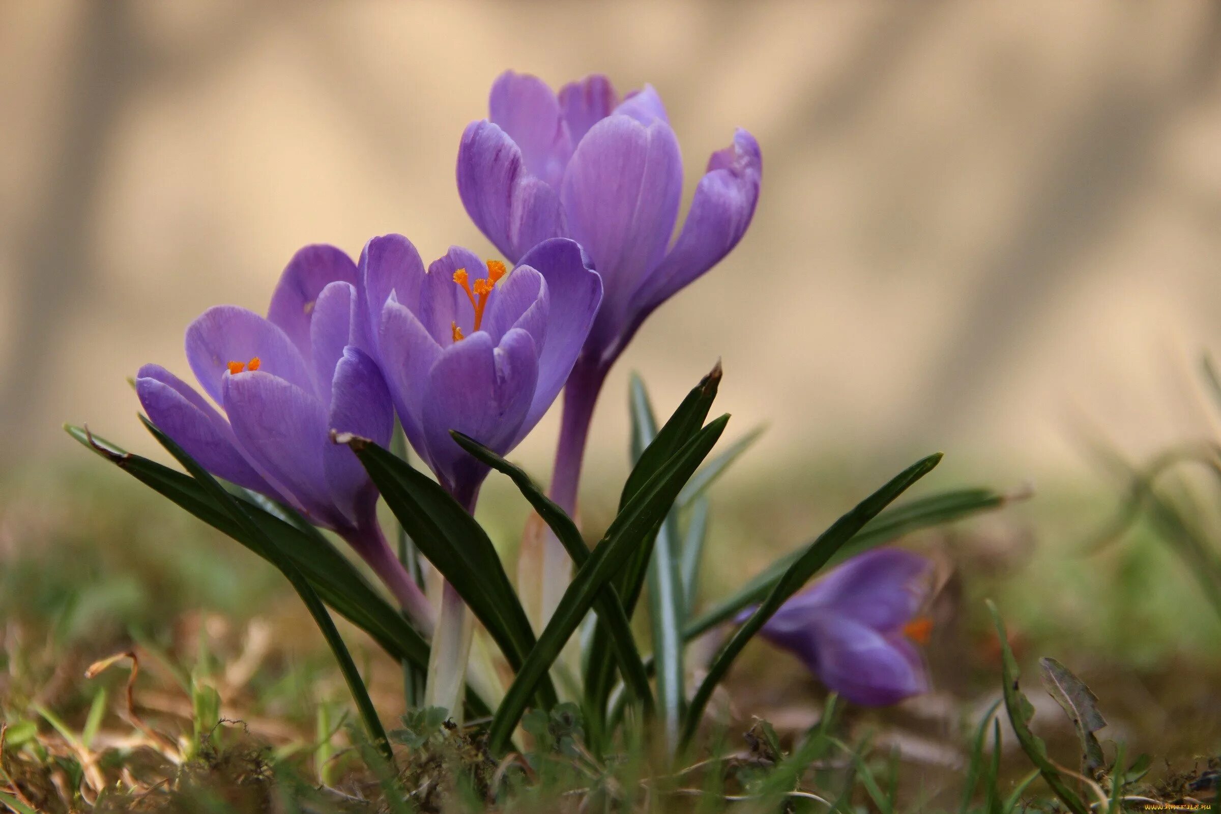 Фиолетовые первоцветы. Крокус Шафран весенний. Крокус Шафран цветок. Первоцветы (подснежники, крокусы, гиацинты).. Крокус посевной Шафран цветение.