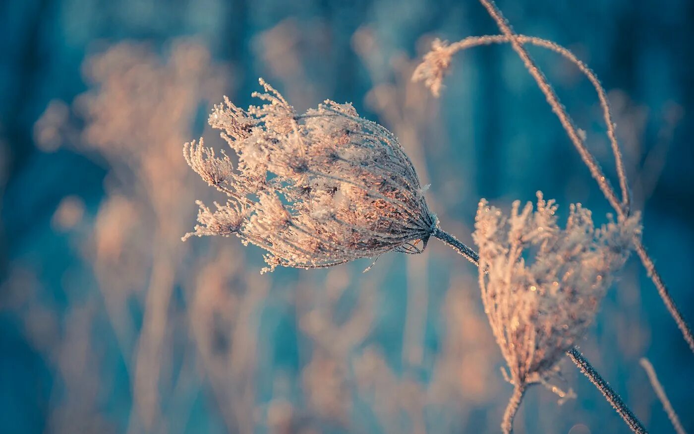 Иней головы. Изморозь на ветках. Бальмонт морозные узоры. Куржевина – иней. Иней на ветках.