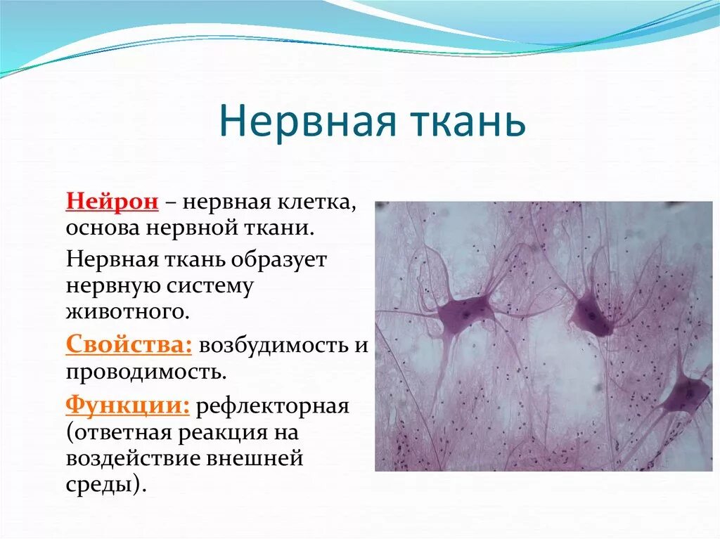 Какое свойство у нервной ткани. Структура и функции нервной ткани. Нервная ткань функции 5 класс биология. Строение нервной ткани животных. Особенности строения нервной ткани.