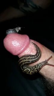 needleplay, needles, Cock , blood, slugs, mealworms, saline, Formicophilia,...