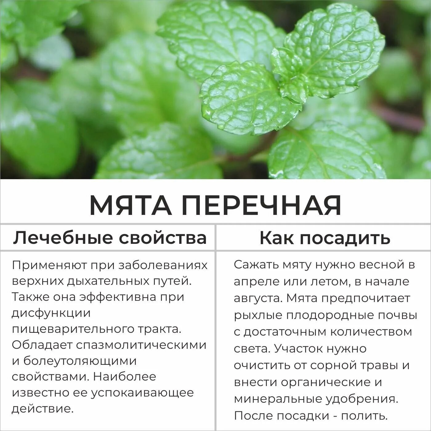Для чего применяется мята. Лекарственные травы мята перечная. мята садовая и мята перечная. лечебное растение мята. мята перечная лекарственное растение.