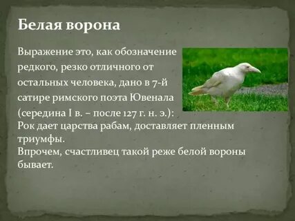 Белая ворона это словосочетание