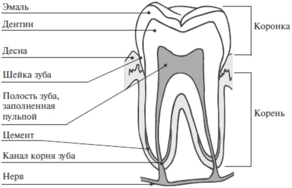 Строение зубов биология 8 класс. Схема зуба биология 8 класс. Схема внутреннего строения зуба. Строение зуба человека схема анатомия.