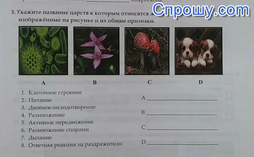 Укажите название организма, изображённого на рисунке.. Назовите изображенный на рисунке организм. Организмы изображенные на рисунке относятся к. Название царства название живого организма.