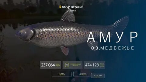 Рр4 черный амур