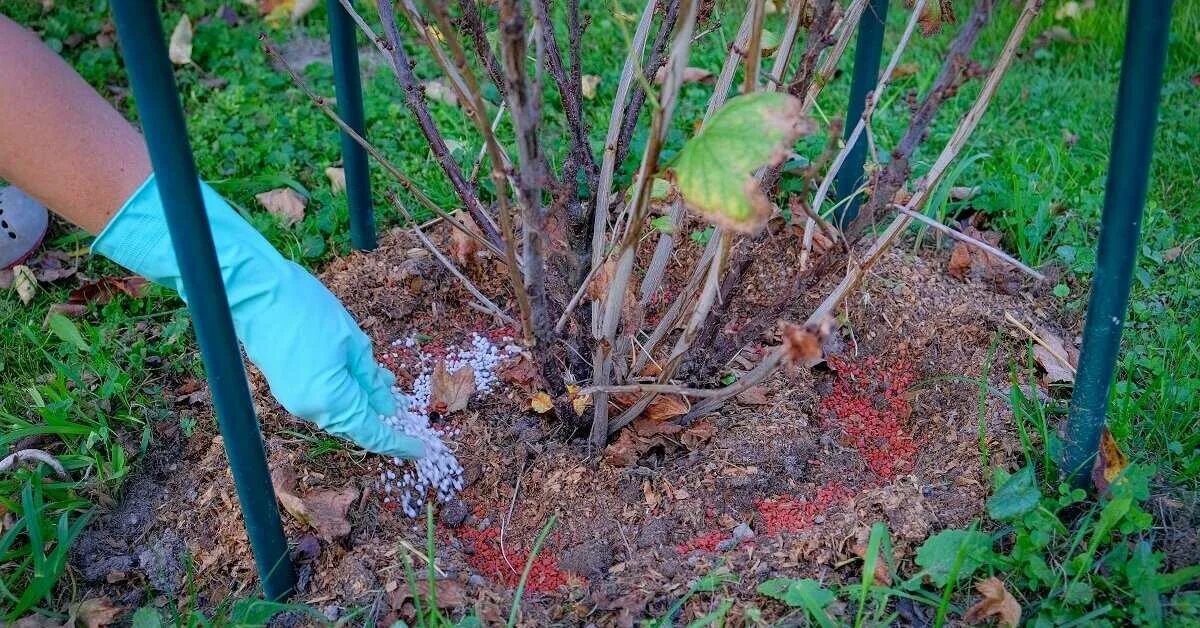 Подкормить смородину. Удобрение весной для смородины и крыжовника весной. Смородина куст подкормить. Подкормка смородины осенью.