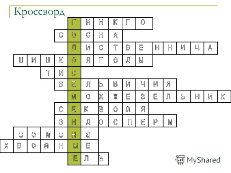 отдел голосеменные общая характеристика. кроссворд по биологии на тему голосеменные. кроссворд по теме голосеменные 7 класс. кроссворд по биологии 5 класс на тему голосеменные растения. кроссворд по теме голосеменные 7 класс.