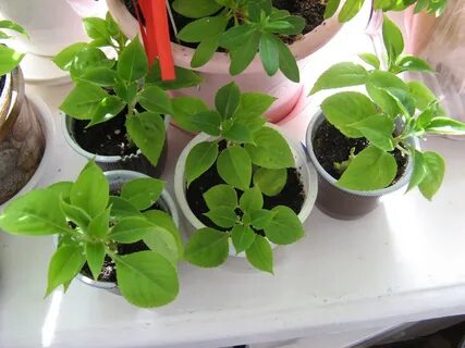 Выращивание бальзамина из семян