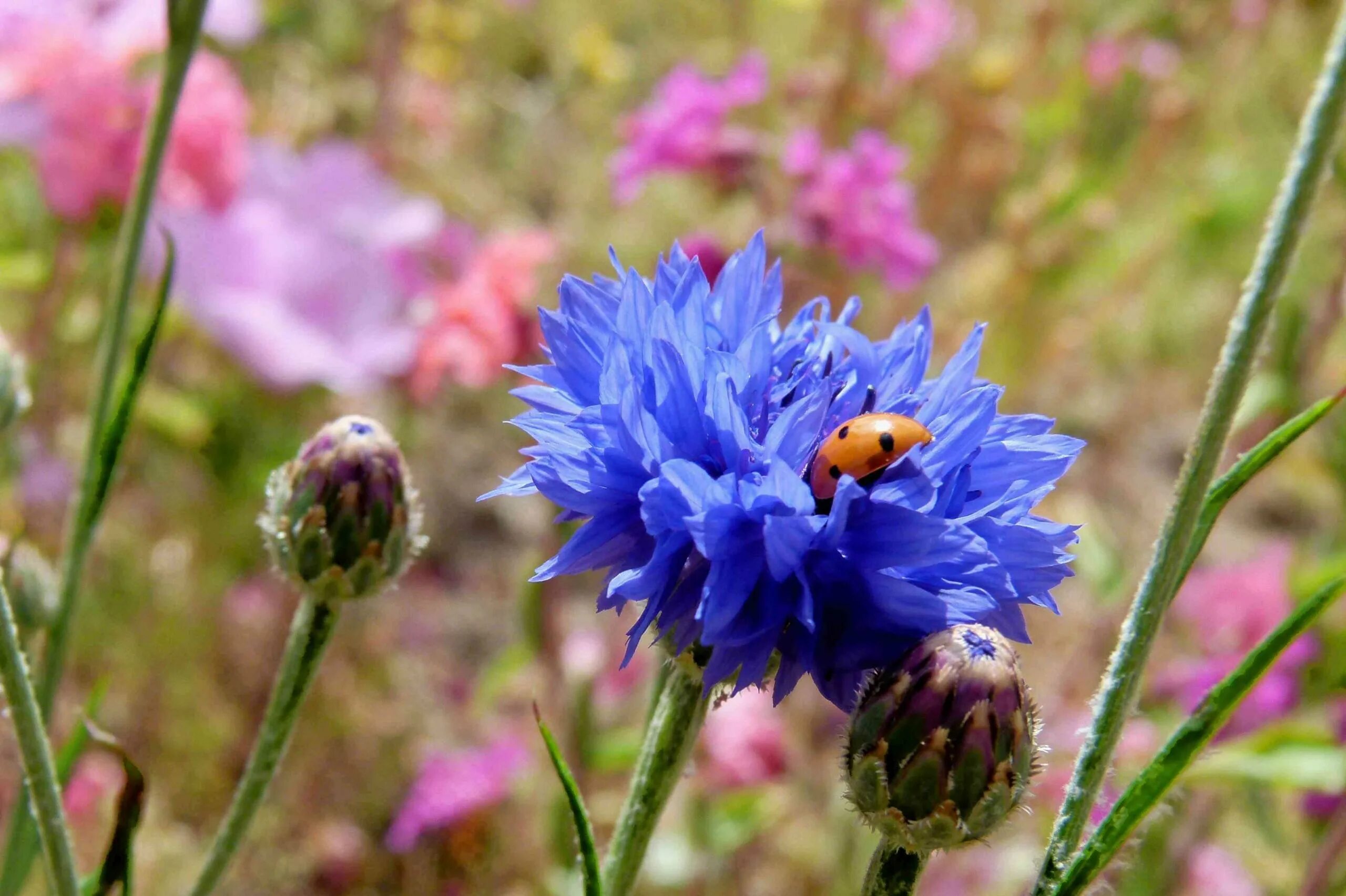 Е василек. Василёк Боровой. Василек синий (Centaurea cyanus). Василек полевой. Василек Лазоревый.