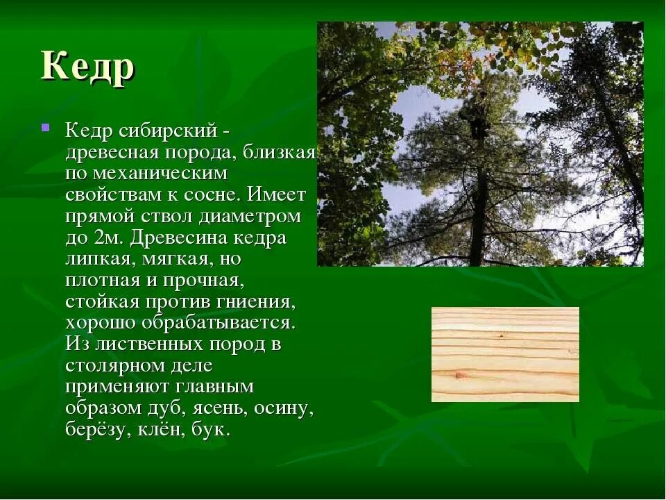 Текст про сосну. Породы древесины. Лиственные породы древесины. Информация о древесине. Кедр описание древесины.