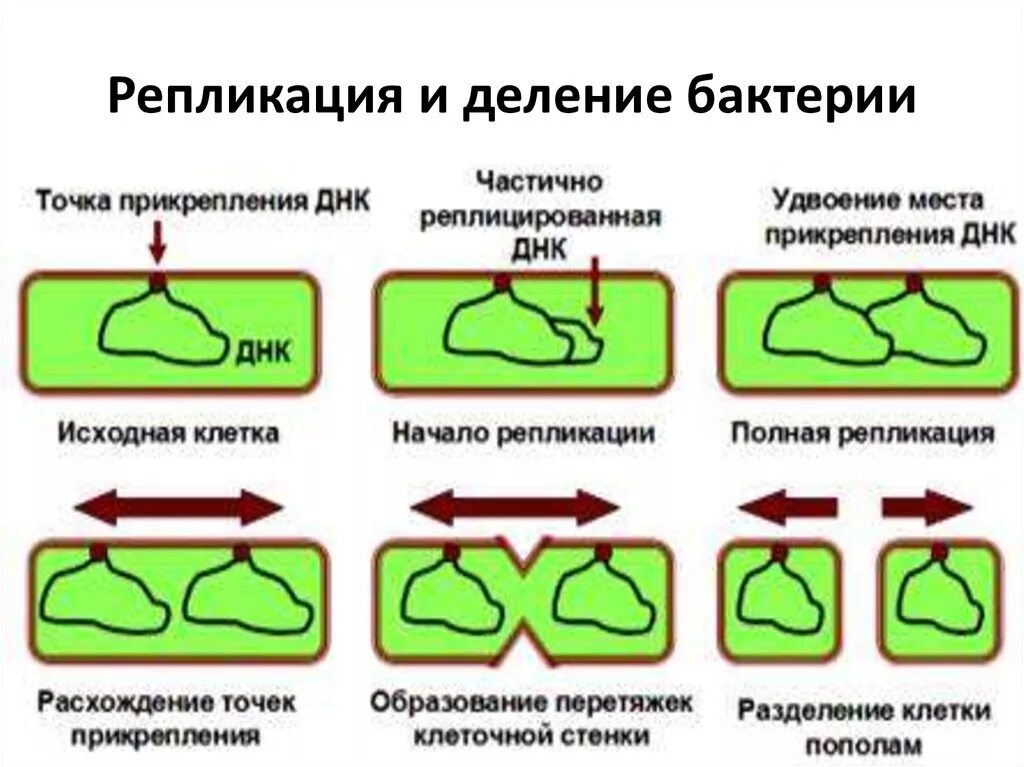 Бинарное деление бактерий схема. Схема бинарного деления бактериальной клетки. Этапы деления бактериальной клетки. Механизм деления клетки бактерии. Деление клеток прокариот