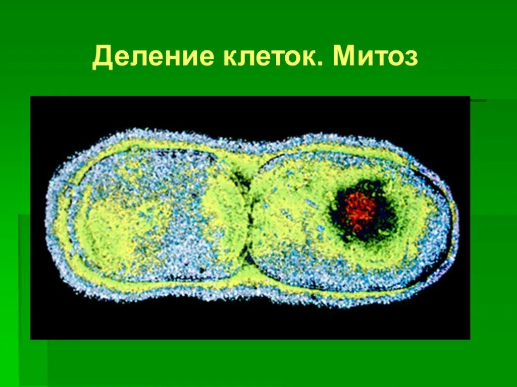 Деление прокариот (бинарное деление). Прокариотическая клетка митотическое деление. Митоз бактериальных клеток. Деление клеток прокариот