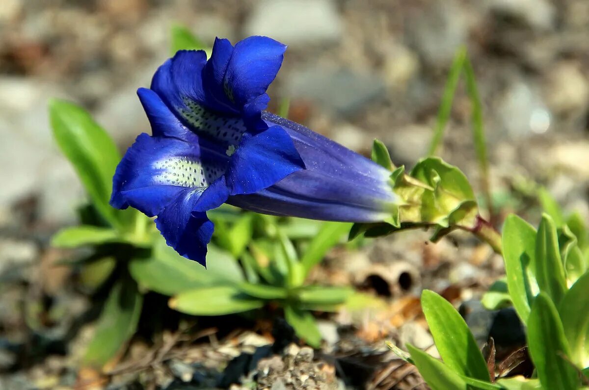 Горечавковые. Горечавка семираздельная синяя. Горечавка цветок. Горечавка крупноцветная. Горечавка крупнолистная.
