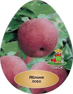 Яблоня лобо