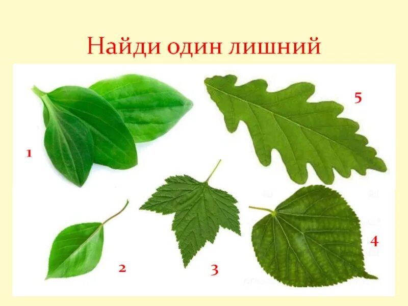 Найти лист. Строение листа. внешнее строение листа. строение листа без подписей. строение kbcnfбез подписей.