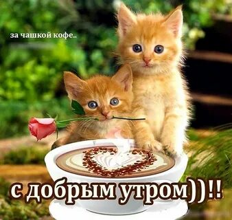 Доброе утро котята с надписями