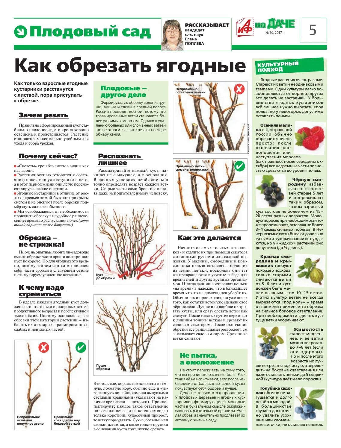 Обрезка плодовых деревьев московская область. Таблица обрезки плодовых деревьев и кустарников. Обрезка плодовых деревьев. Обрезку деревьев и кустарников.. Обрезка плодовых деревьев весной.