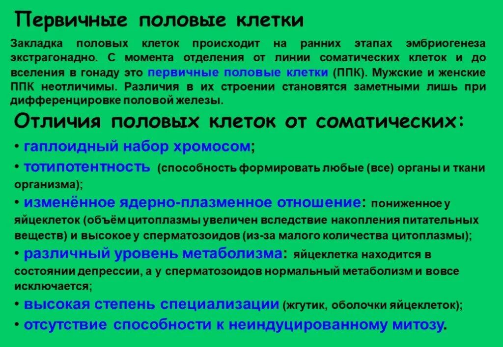 Первичные половые клетки. Первичная половая клетка. Характеристика первичных половых клеток. Первичные половые клетки откуда образуются.