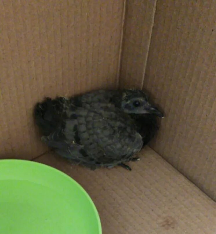 Воронье гнездо центр реабилитации птиц. Птенец голубя. Птенцы домашних голубей. Птенец голубя выпал из гнезда.