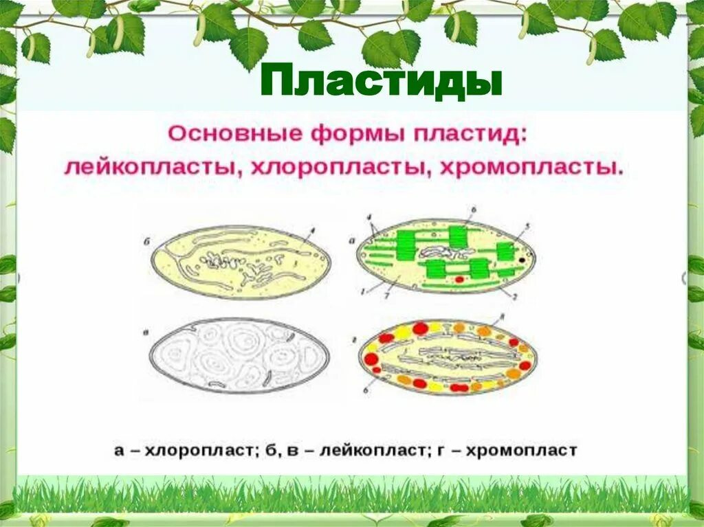 Пластиды хлоропласт хромопласт лейкопласт. Хлоропласты хромопласты лейкопласты. Лейкопласты рисунок. Лейкопласты строение. Лейкопласты строение рисунок.