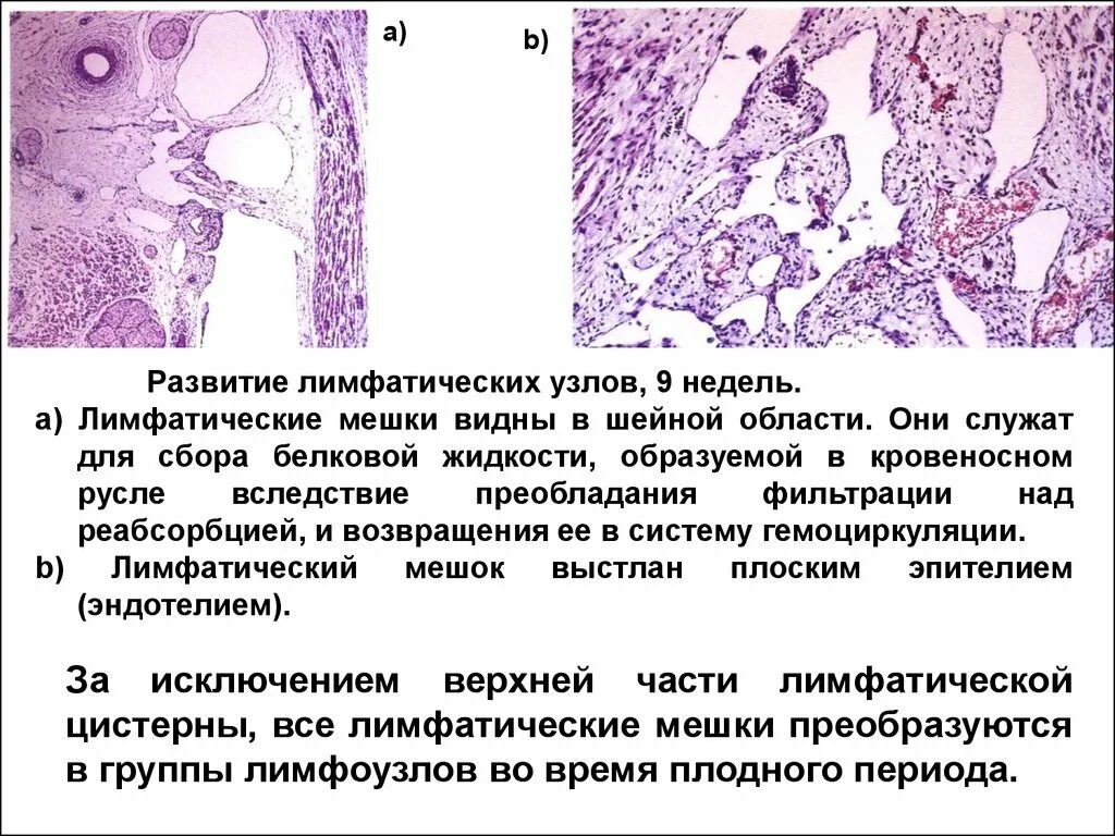 Жидкость в лимфоузле. Развитие лимфоузлов гистология. Развитие лимфатических узлов. Фонирование лимфатических узлов. Возрастные изменения лимфатических узлов.