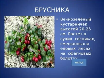 Как приспособились растения в тундре