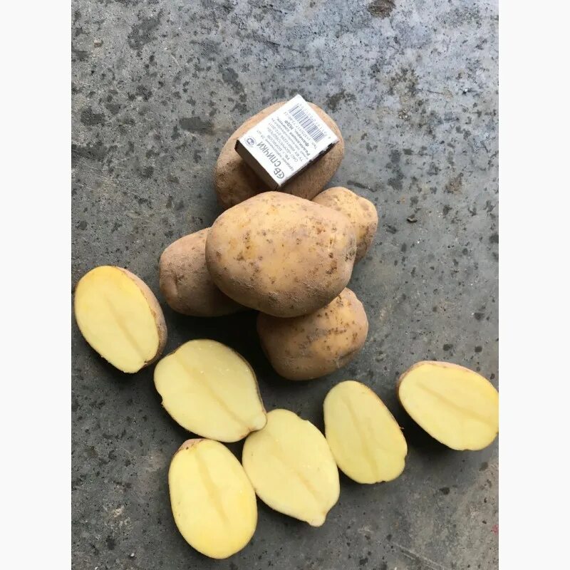 Картошка бриз фото ПРОДАЁМ КАРТОФЕЛЬ БРИЗ ОПТОМ ООО "ПОСТИЖЕНИЕ"