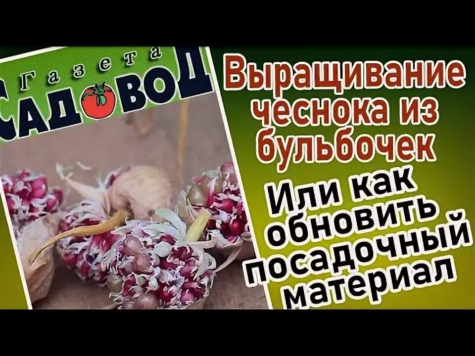 Как посадить чеснок из бульбочек. Сушка бульбочек чеснока. Чесночные бульбочки. Воздушные луковички бульбочки. Семена чеснока бульбочек.