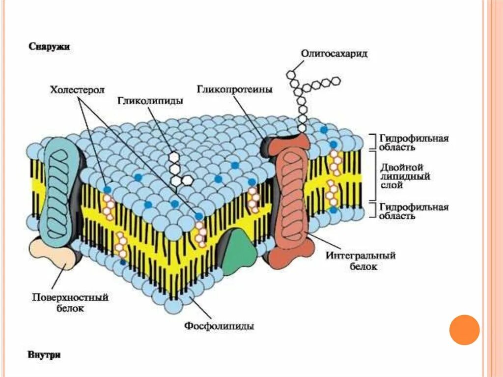 Плазматическая мембрана клетки состоит. Строение и функция биологической мембраны клетки. Молекулярное строение клеточной мембраны. Строение плазматической мембраны. Строение клеточных мембран биологическая роль.