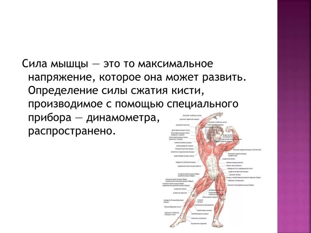 Основные мышцы для развития. Понятие о силе мышцы. Двигательная сила мышцы. Определение мышечной силы. Развитие мышц.