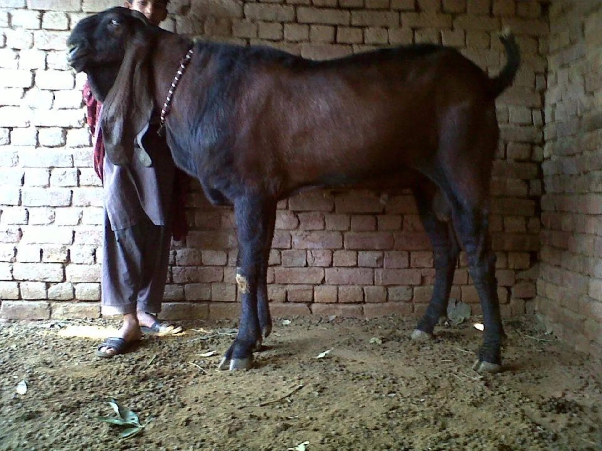 Джамнапари порода коз. Дамасская коза Шами. Козы породы Шами. Шами Камори козы. Козы породы Шами дамасские козы.