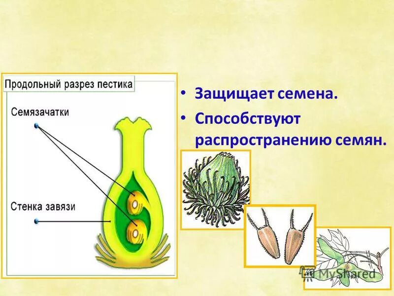 что защищает семена. что защищает семена. зародышевый корешок семени. что защищает семена. семенная кожура развивается из.