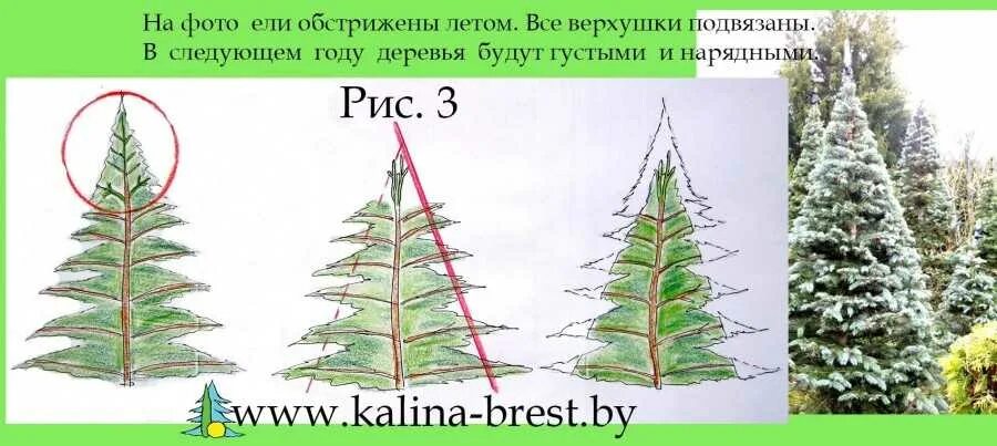 Обрезка хвойных ель сосна. Обрезка сосны обыкновенной схема. Формировка сосны обыкновенной схема. Обрезка туи схема. Как остановить рост в высоту