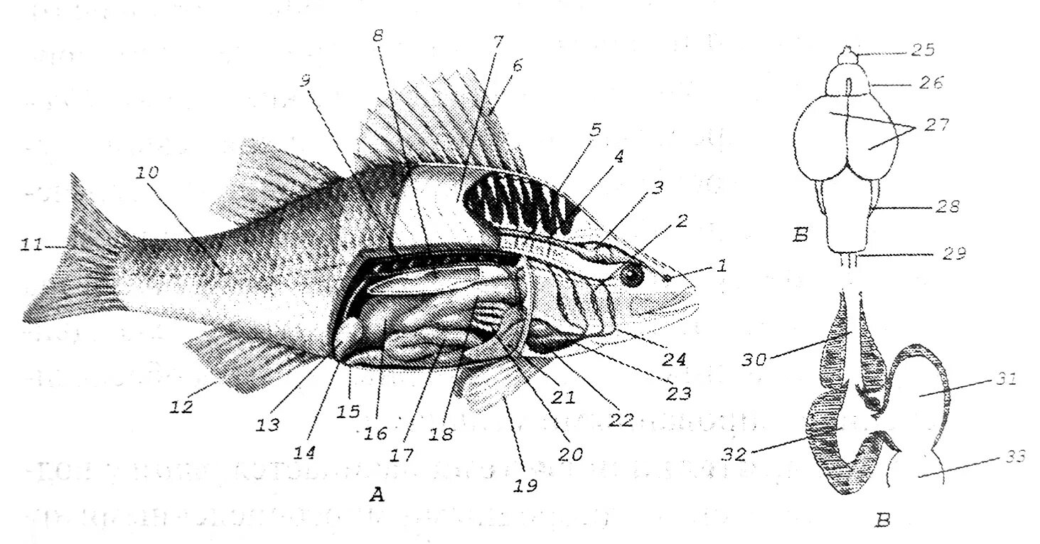 Вскрытый Речной окунь строение. Внутреннее строение костистой рыбы схема. Внутренне строение костистой рыбы. Внутреннее строение костной рыбы окуня. Внутреннее строение карася