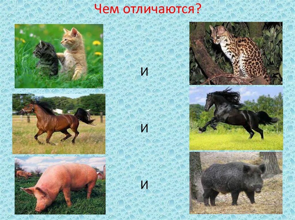 Чем отличаются животные друг от друга. Отличие зверей от животных. Разница Дикие животные. Дикие животные чем отличаются друг от друга.