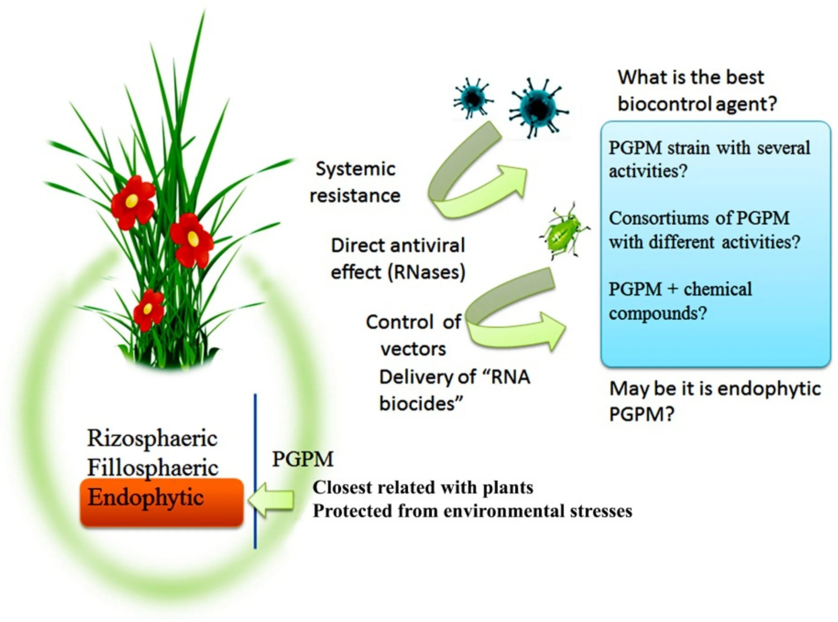 What goods were made from the plant. Viral diseases of Plants. Plant virus. Plant Protection products. Plants virus Resistance.