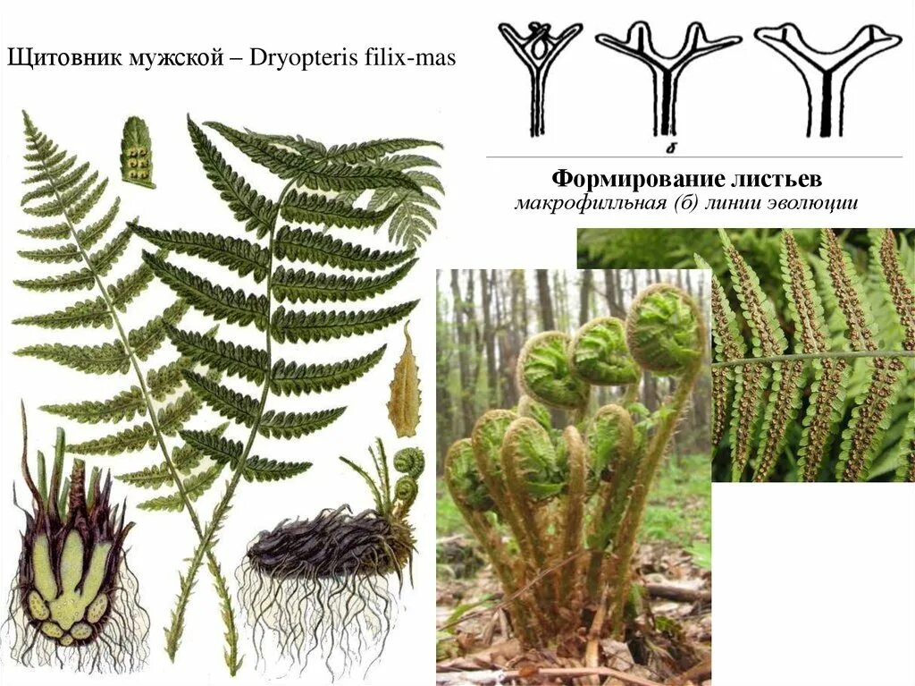 Какой тип питания характерен для орляка обыкновенного. Папоротник Щитовник. Папоротник Щитовник мужской. Папоротник мужской (dryopteris filix-mas). Папоротник Дриоптерис.