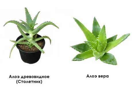 Чем отличается алоэ