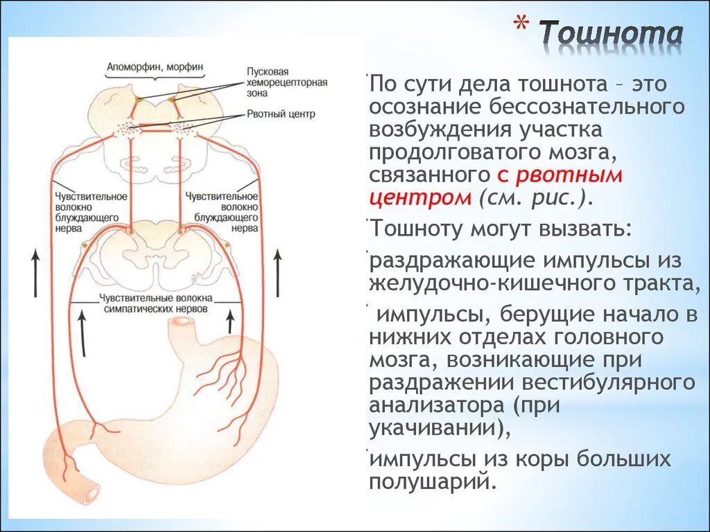 Появился рвотный рефлекс. Тошнота физиология. Схема рвотного рефлекса. Тошнота механизм возникновения. Рефлекс рвоты.