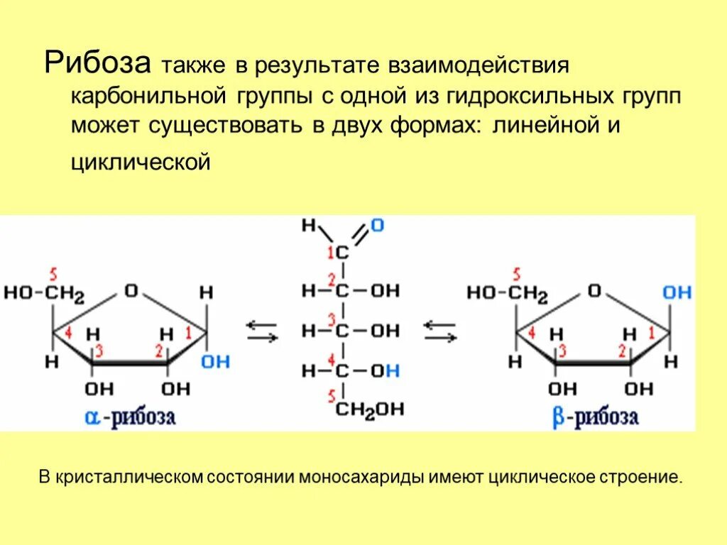 Циклические Форды д рибозы. Рибоза циклическая формула. Рибоза группа углеводов. Циклизация рибозы.