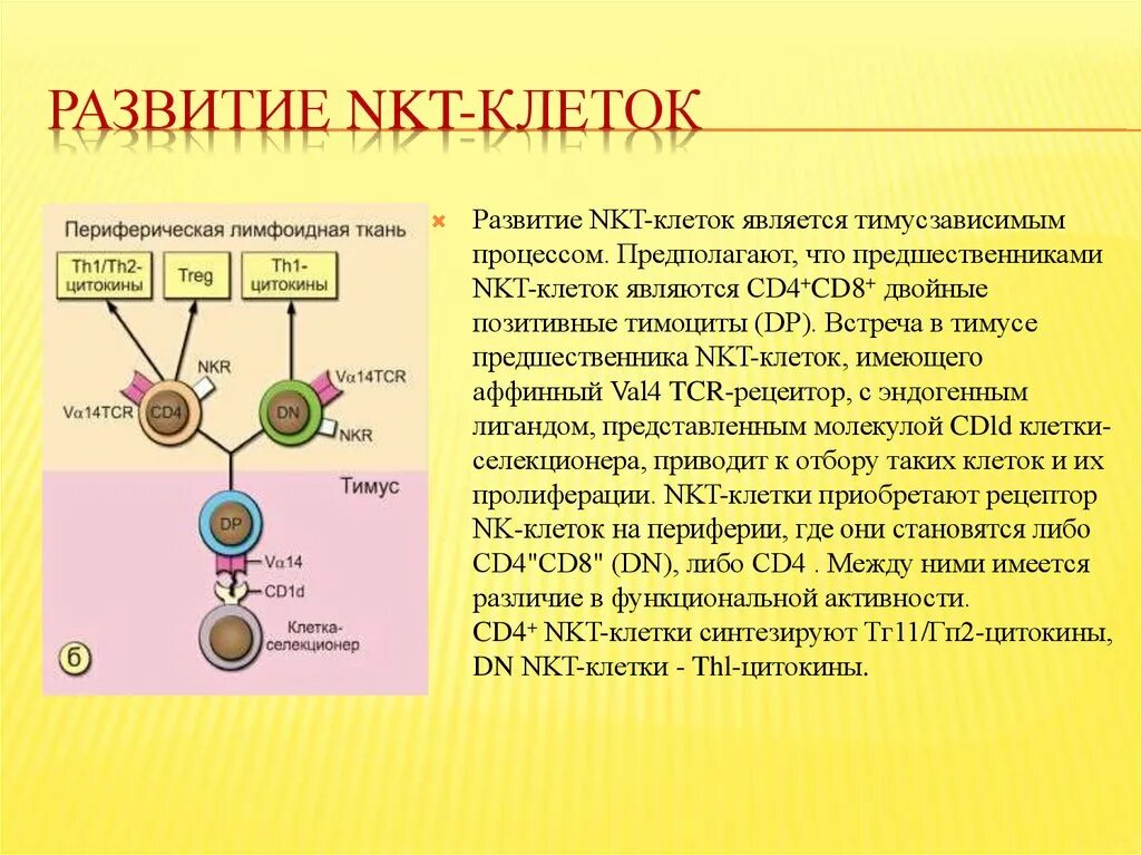 Процесс развития клетки. Процесс возникновения клетки. Какие клетки созревают в тимусе. Развитие клетки это в биологии.