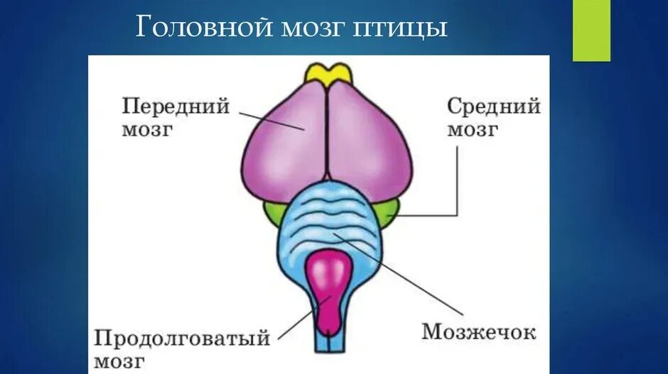 Наиболее развитые отделы головного мозга у млекопитающих. Строение головного мозга птиц. Строение отделов головного мозга птиц. Рисунок головного мозга птиц строение. Отделы головного мозга у птиц схема.