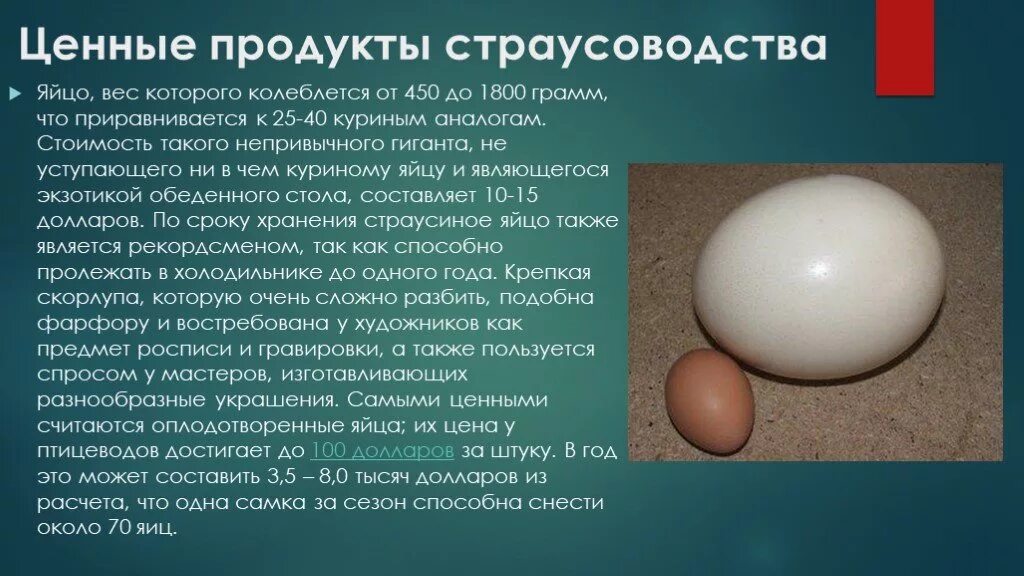 Сколько могут лежать яйца. Вес страусиного яйца. Яйцо страуса. Страусиное яйцо размер. Яйцо страуса размер.