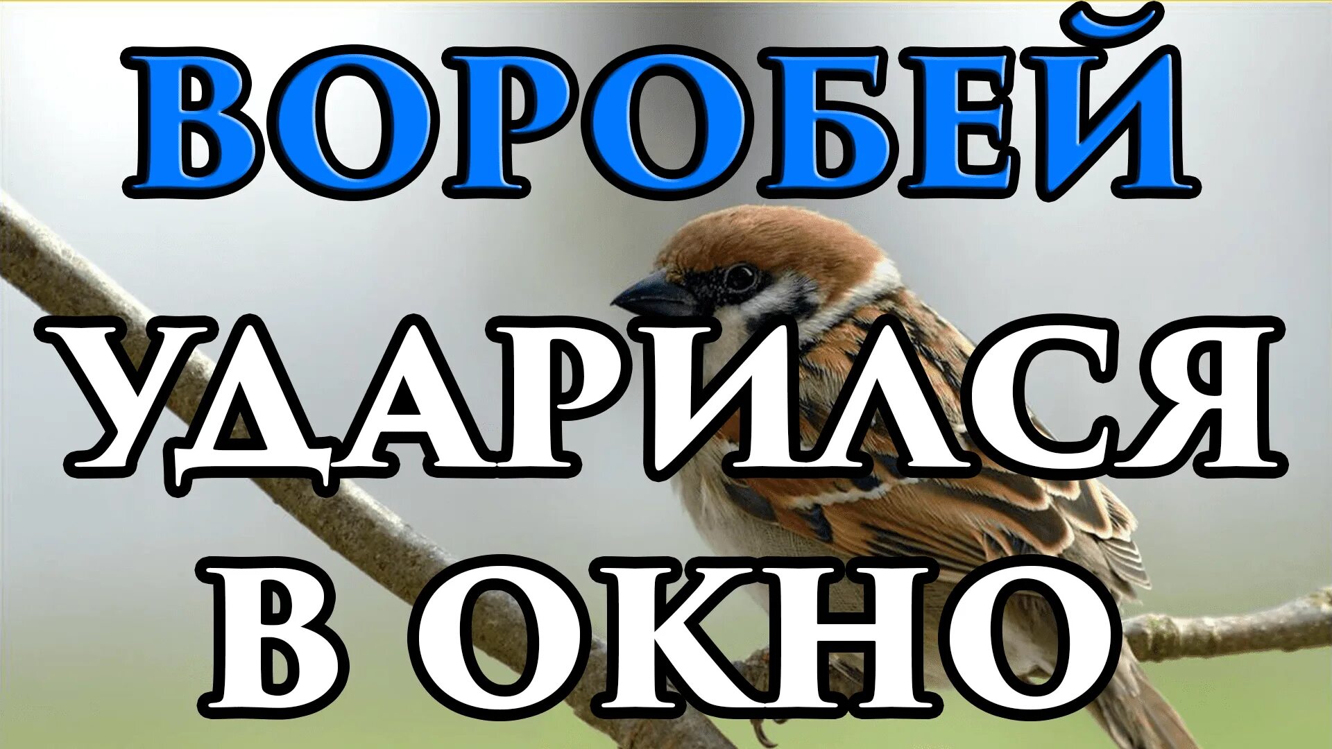 Воробей ударился в окно. Воробей стукнулся в окно. Воробей врезался в окно примета. Воробей в окно ударился примета.