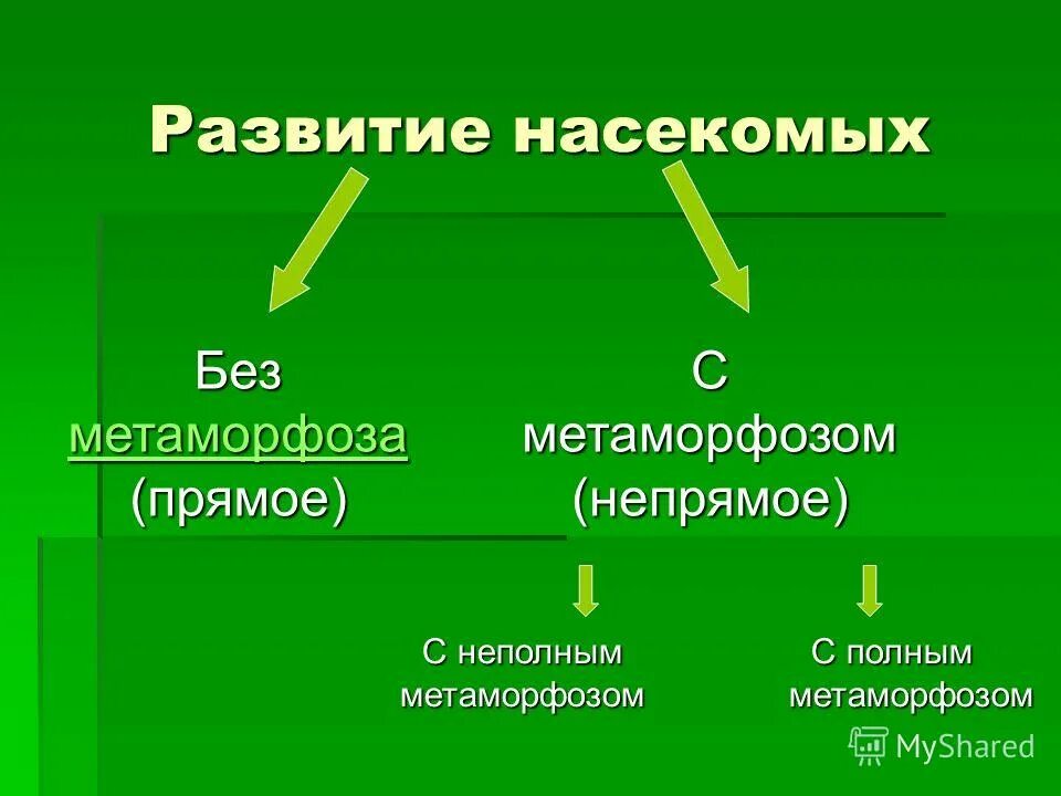 Прямое развитие без метаморфоза. Развитие насекомых. типы размножения насекомых. развитие с метаморфозом и без. прямое развитие насекомых.