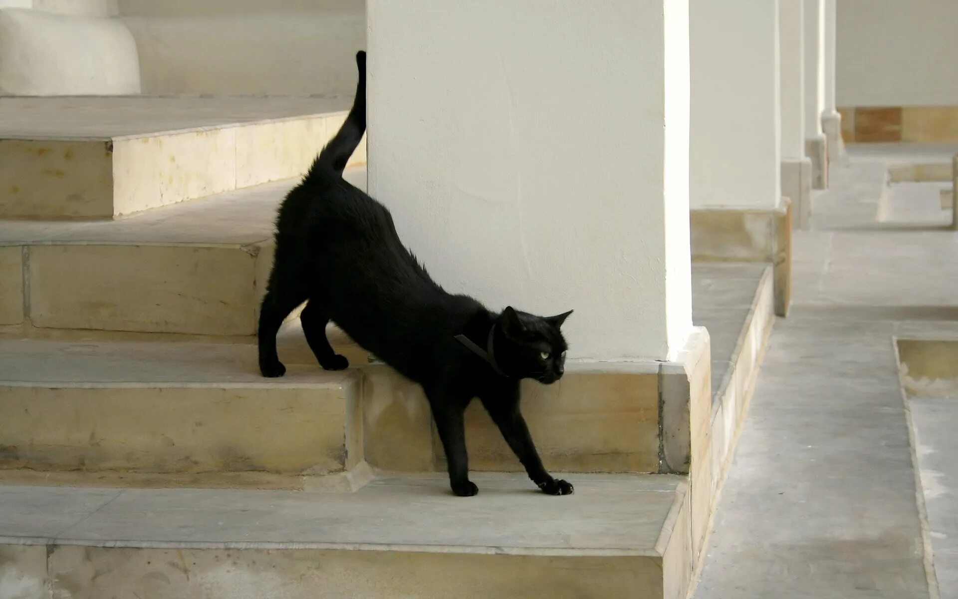 Кошки как справиться. Лестница для кота. Коты на лестнице. Ступеньки для кошек. Котенок на лестнице.